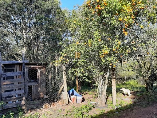 Sítio para Venda - 200m², 3 dormitórios, 4 vagas - Lami