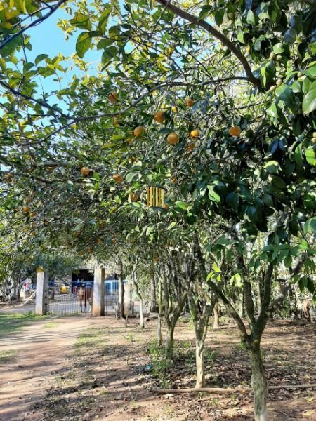 Sítio para Venda - 200m², 3 dormitórios, 4 vagas - Lami