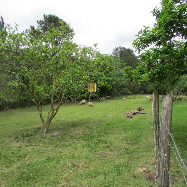 Sítio para Venda - 30000m², 3 dormitórios, sendo 1 suites, Lageado