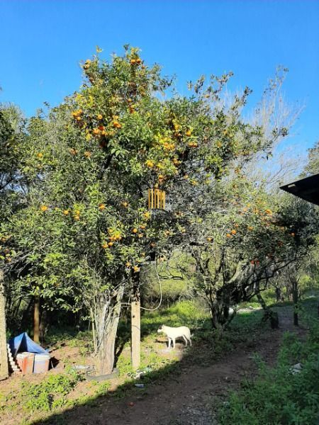 Sítio para Venda - 200m², 3 dormitórios, 4 vagas - Lami