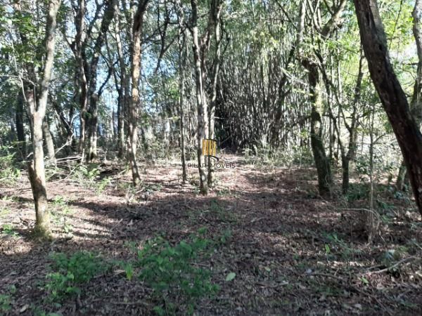 Sítio para Venda - 200m², 3 dormitórios, 4 vagas - Lami