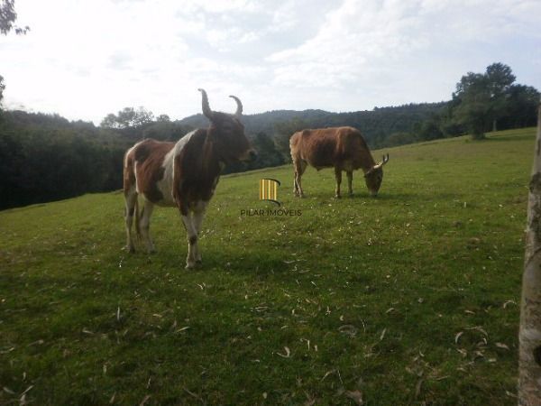 Sítio para Venda - 120000m², 3 dormitórios, Lami
