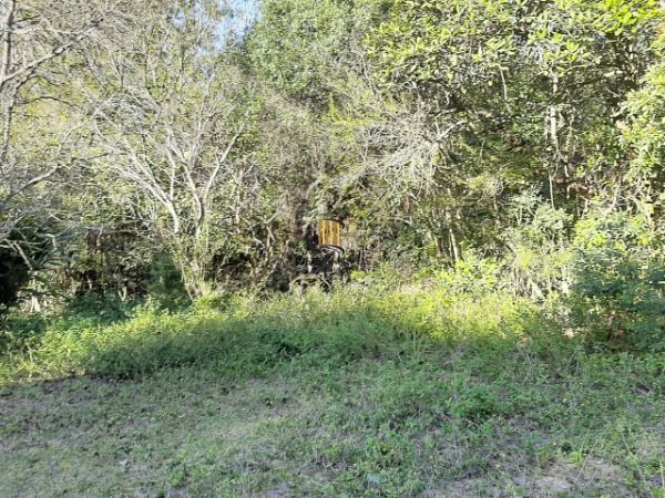 Sítio para Venda - 200m², 3 dormitórios, 4 vagas - Lami