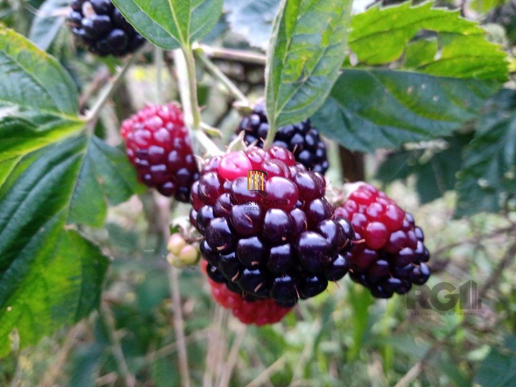 Fazenda 4 Dormitório(s) Bairro Zona Rural