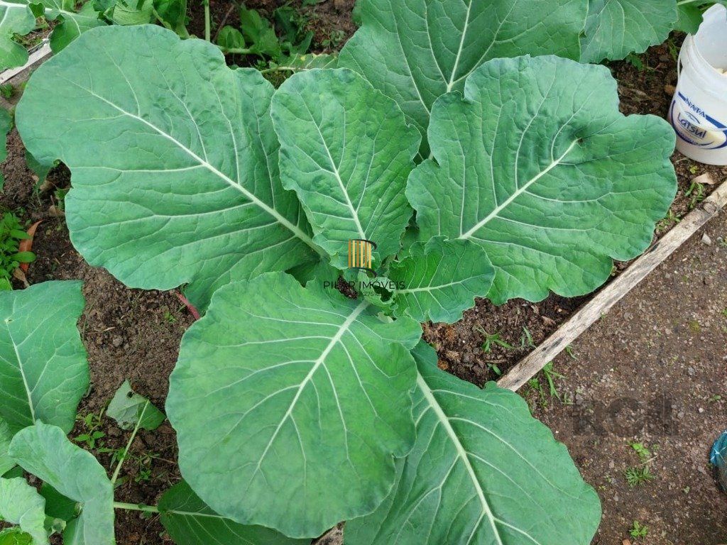 Fazenda 4 Dormitório(s) Bairro Zona Rural