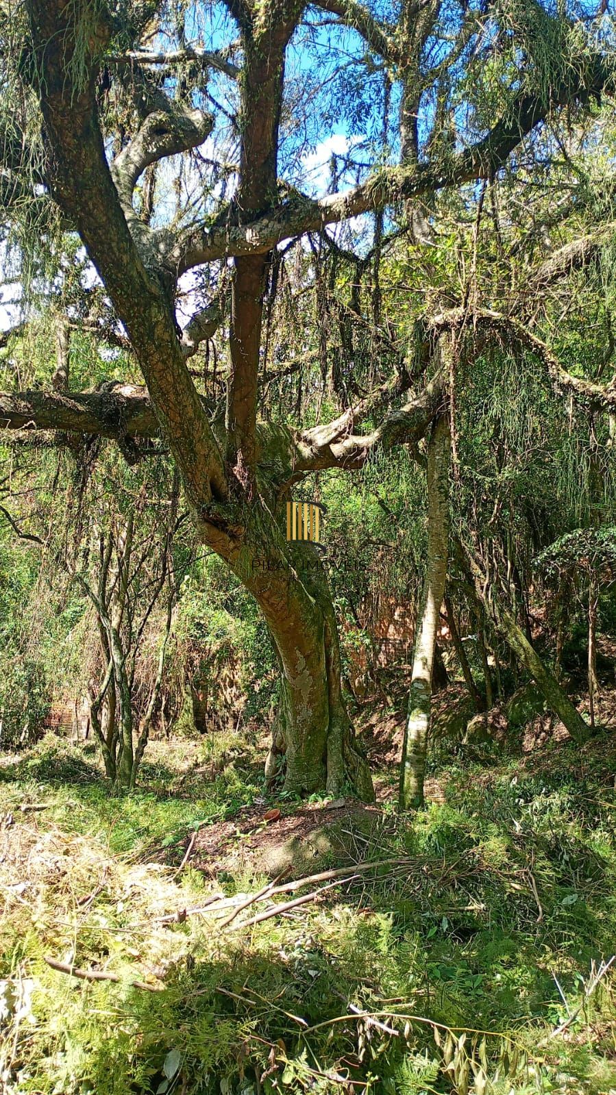 Terreno no Bairro Ipanema em Porto Alegre