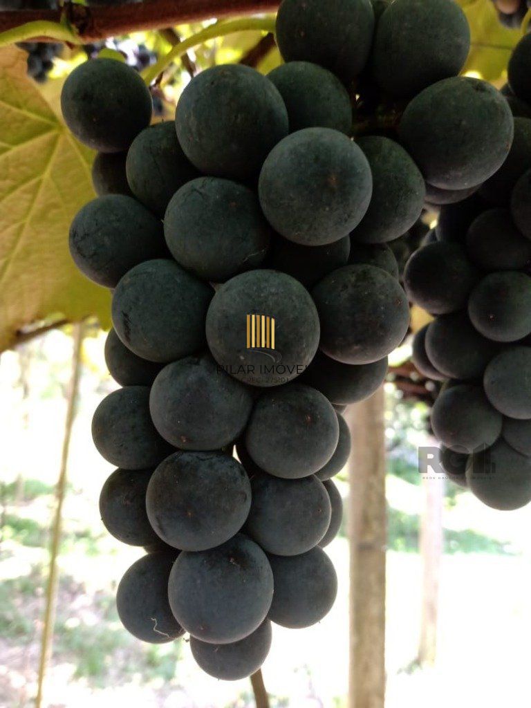 Fazenda 4 Dormitório(s) Bairro Zona Rural