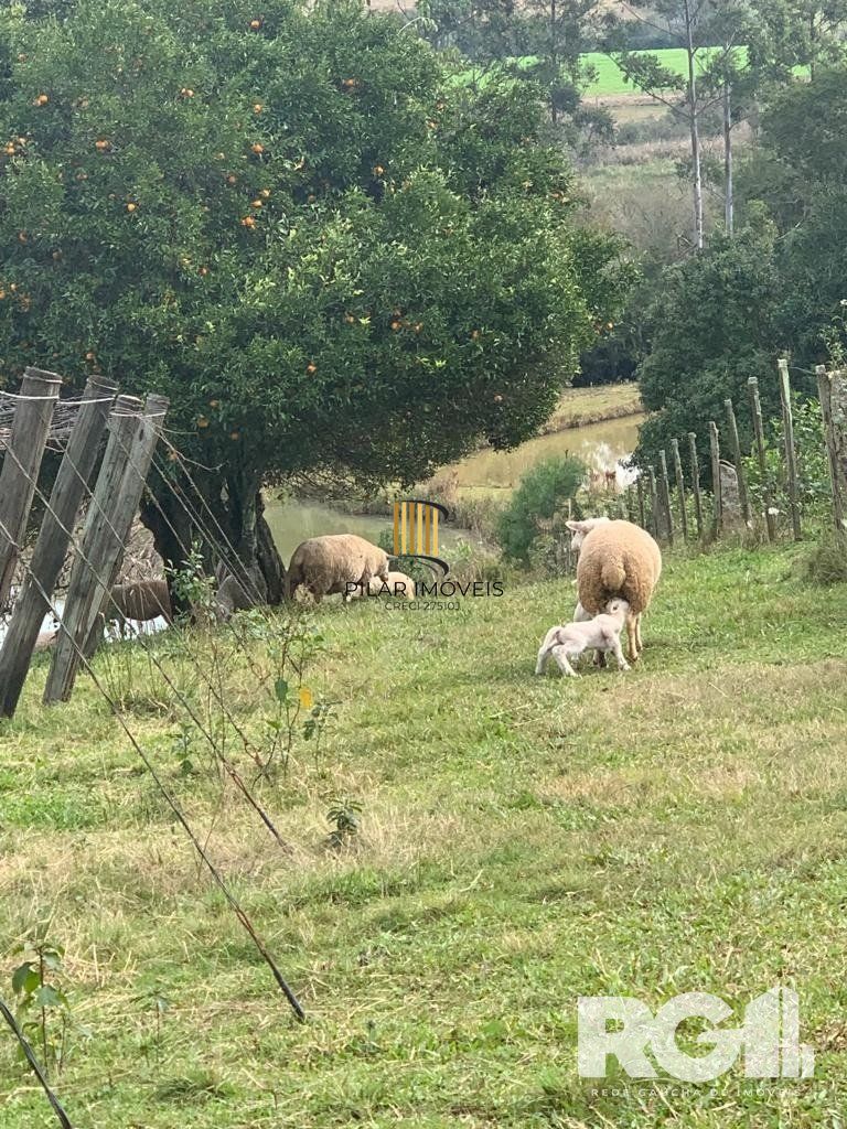 Excelente Sitio de 22 Ha em Mariana Pimentel.
