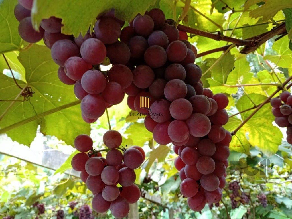 Fazenda 4 Dormitório(s) Bairro Zona Rural