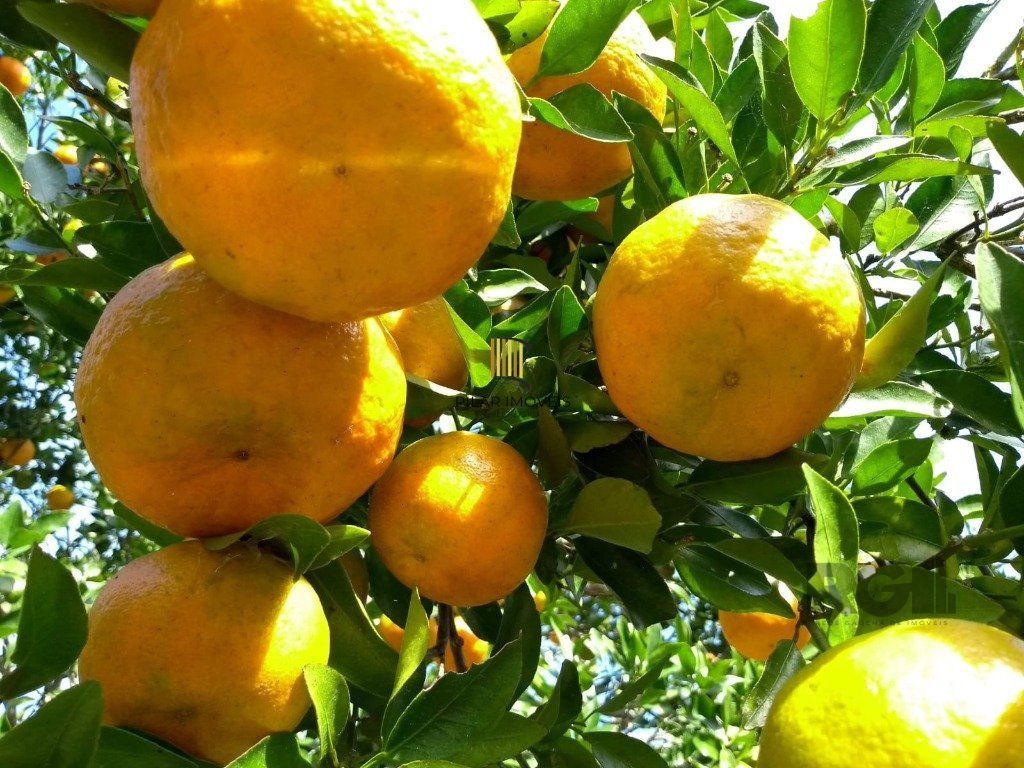 Fazenda 4 Dormitório(s) Bairro Zona Rural