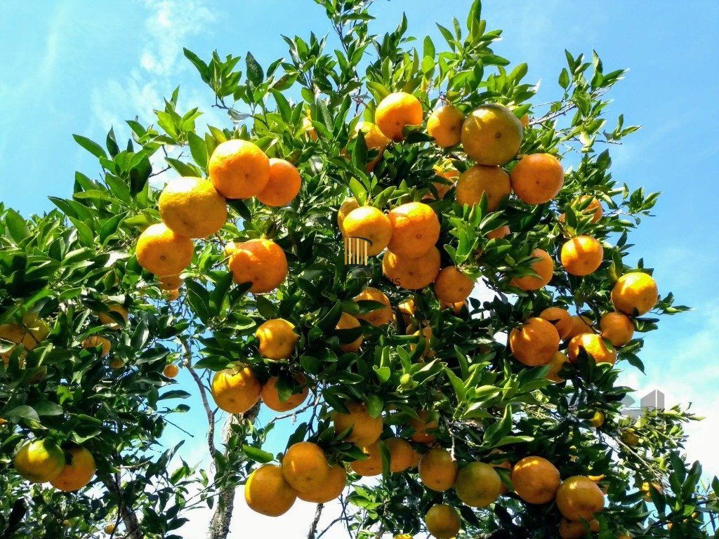 Fazenda 4 Dormitório(s) Bairro Zona Rural