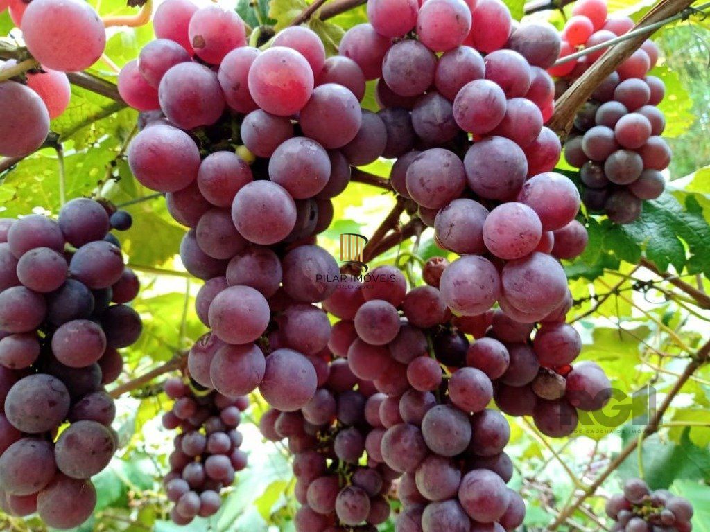 Fazenda 4 Dormitório(s) Bairro Zona Rural