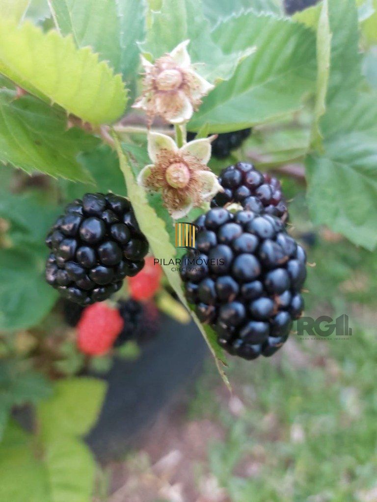 Fazenda 4 Dormitório(s) Bairro Zona Rural