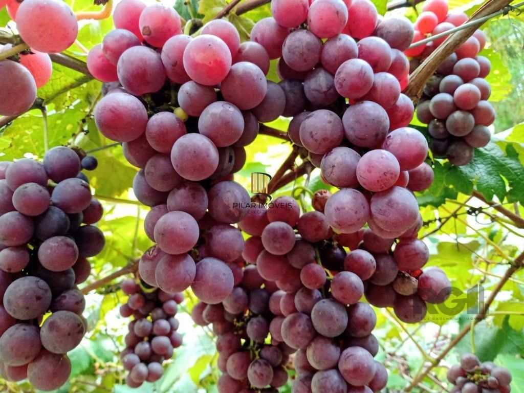 Fazenda 4 Dormitório(s) Bairro Zona Rural