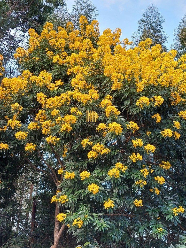 Fazenda 4 Dormitório(s) Bairro Zona Rural