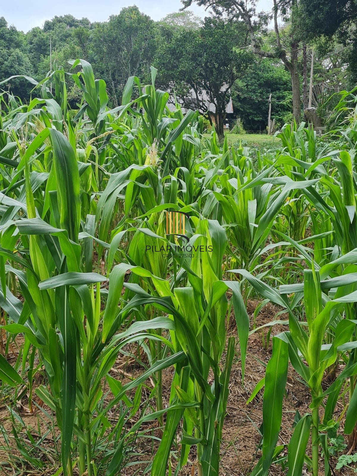 Fazenda Santa Clara em Itapuã