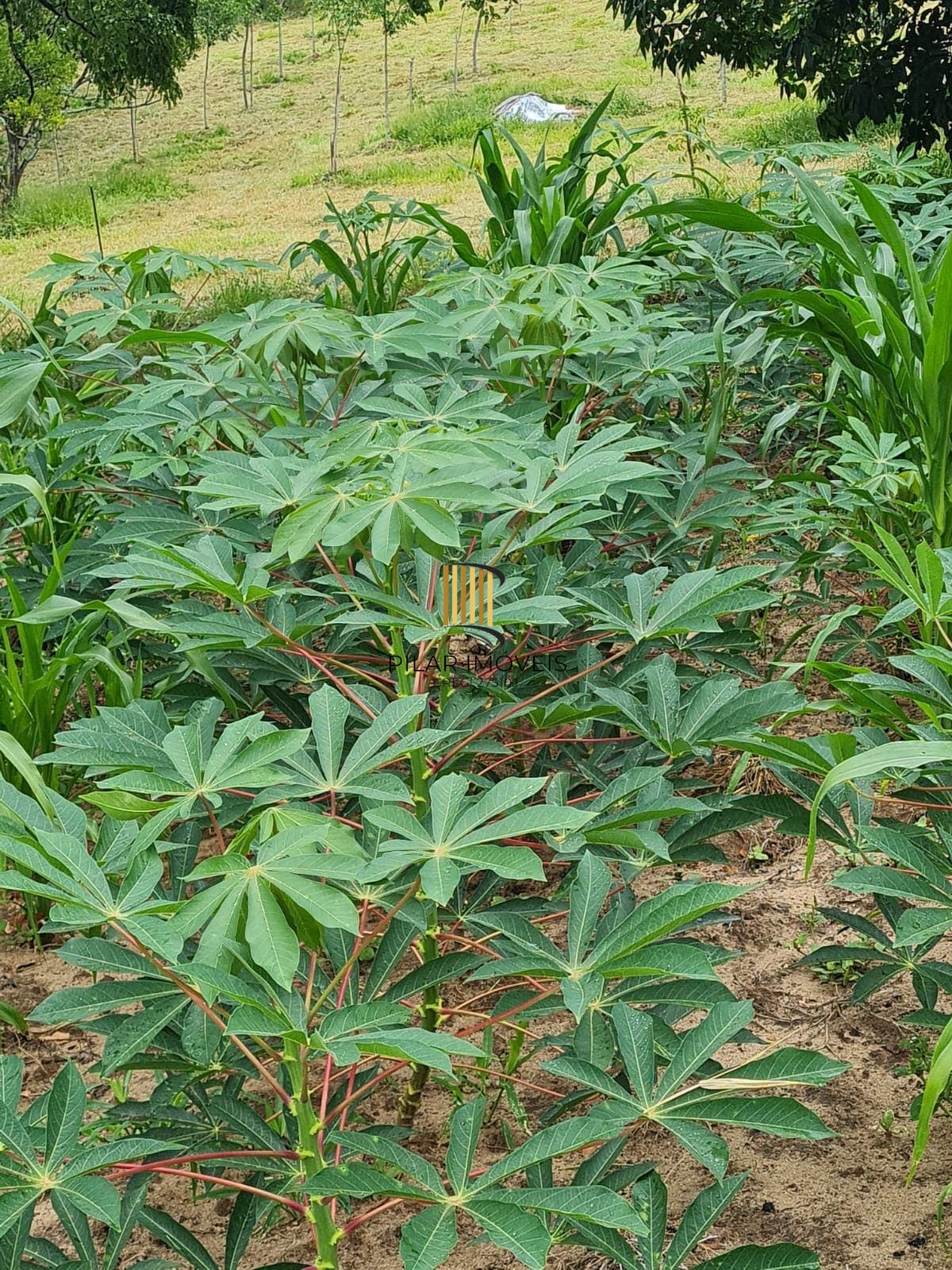 Fazenda Santa Clara em Itapuã