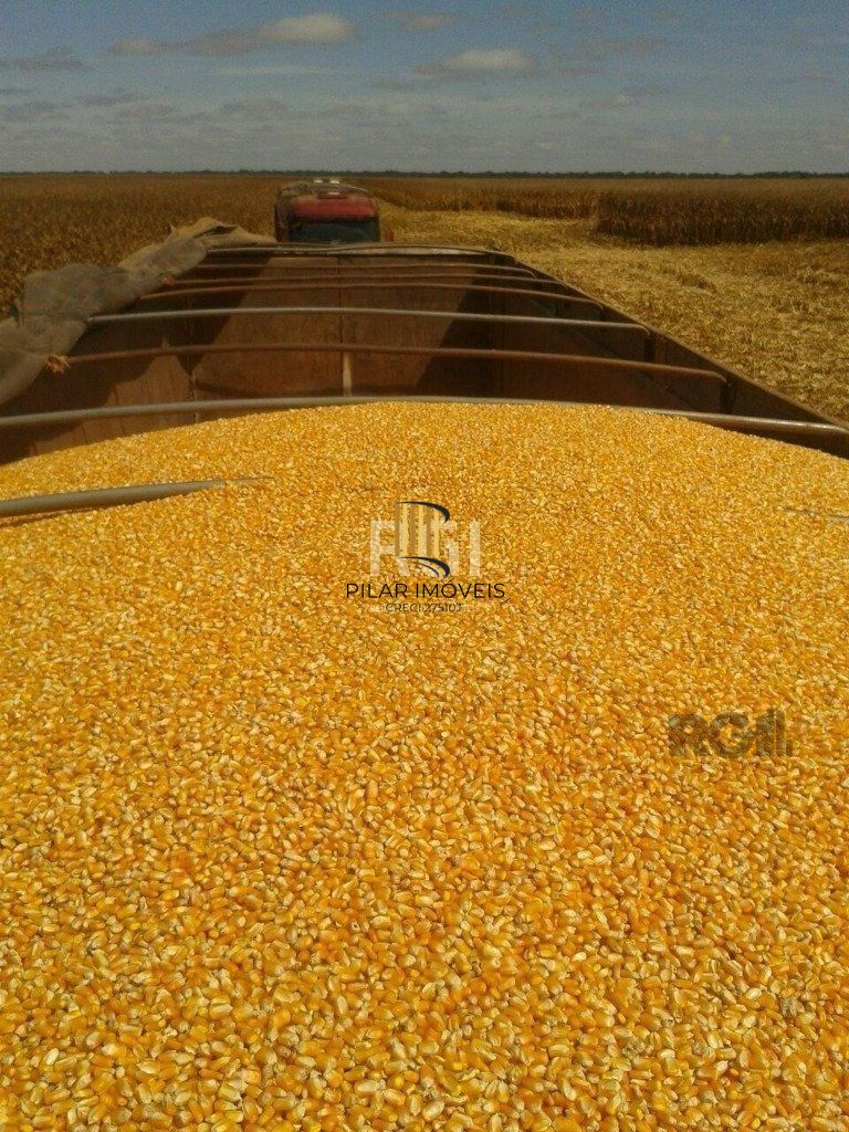 Fazenda no bairro Centro
