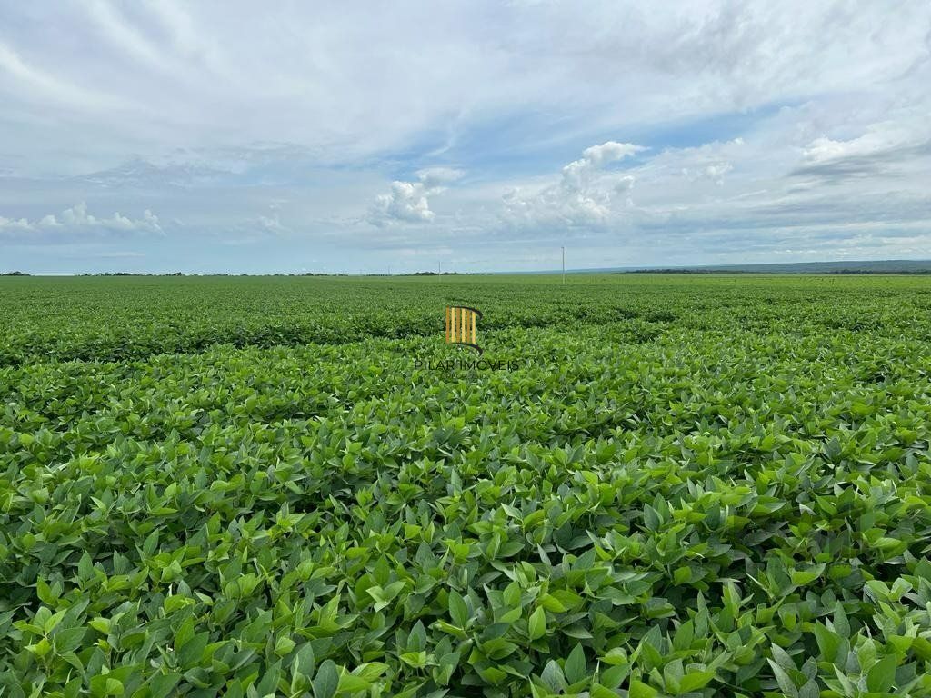 Fazenda no bairro Centro