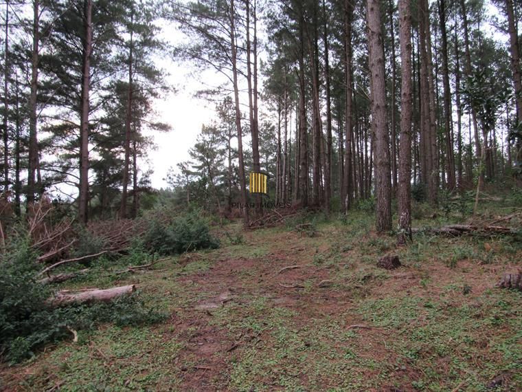 Área 53851,44 m²  no Beco da Paixão Bairro Lomba do Pinheiro