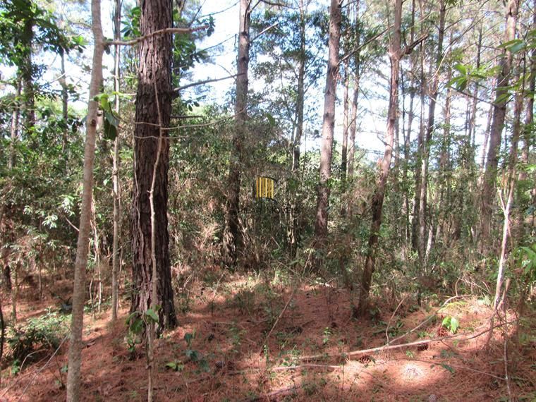 Área 53851,44 m²  no Beco da Paixão Bairro Lomba do Pinheiro
