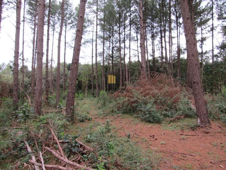 Área 53851,44 m²  no Beco da Paixão Bairro Lomba do Pinheiro