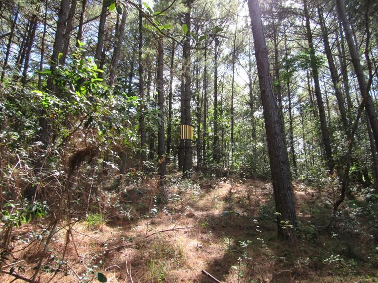 Área 53851,44 m²  no Beco da Paixão Bairro Lomba do Pinheiro