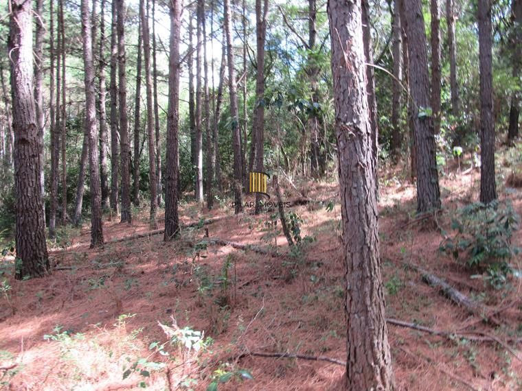Área 53851,44 m²  no Beco da Paixão Bairro Lomba do Pinheiro