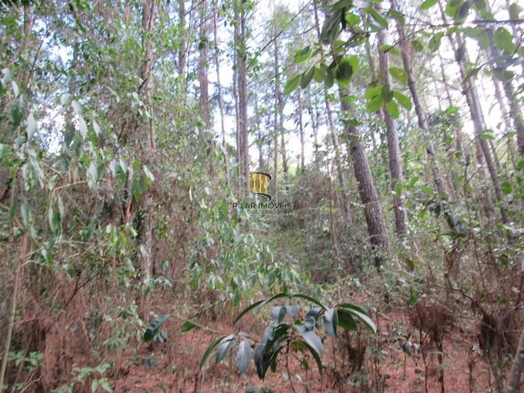 Área 53851,44 m²  no Beco da Paixão Bairro Lomba do Pinheiro