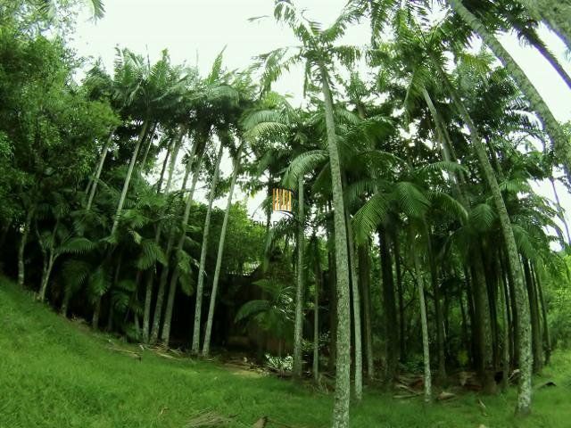 Sítio no bairro São Tomé
