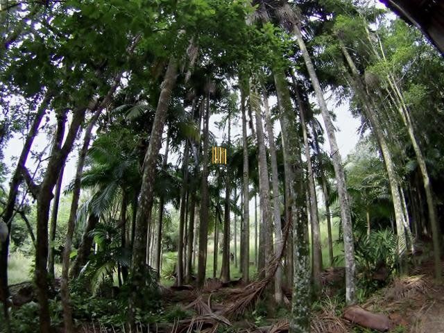 Sítio no bairro São Tomé