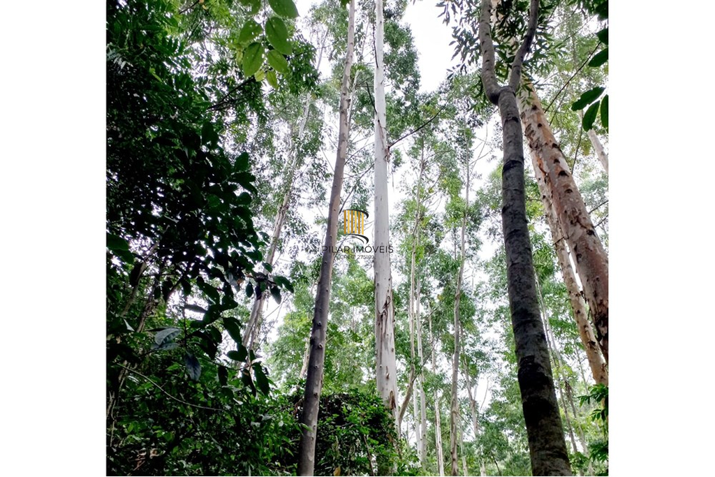 Fazenda no bairro Riozinho