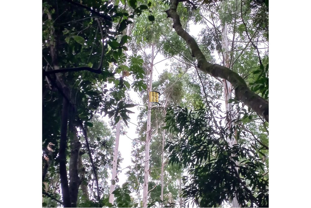 Fazenda no bairro Riozinho