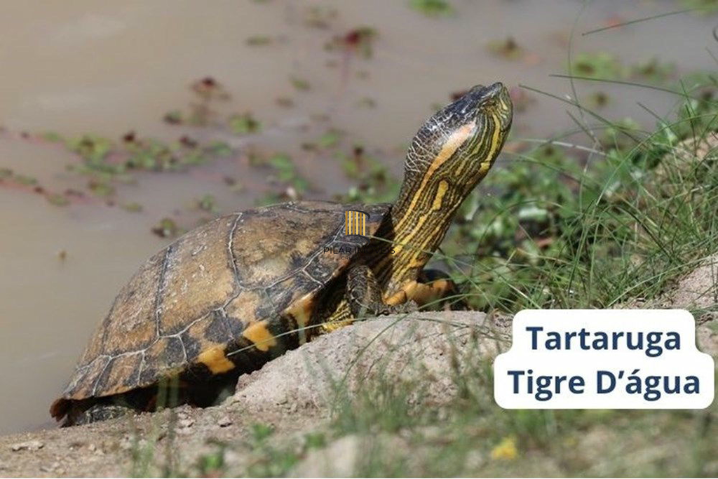 Terreno no bairro São Lucas