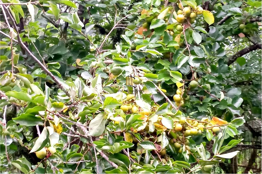 Fazenda no bairro Riozinho