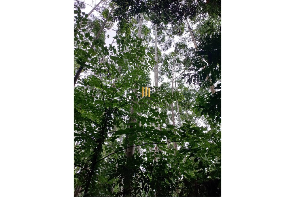 Fazenda no bairro Riozinho