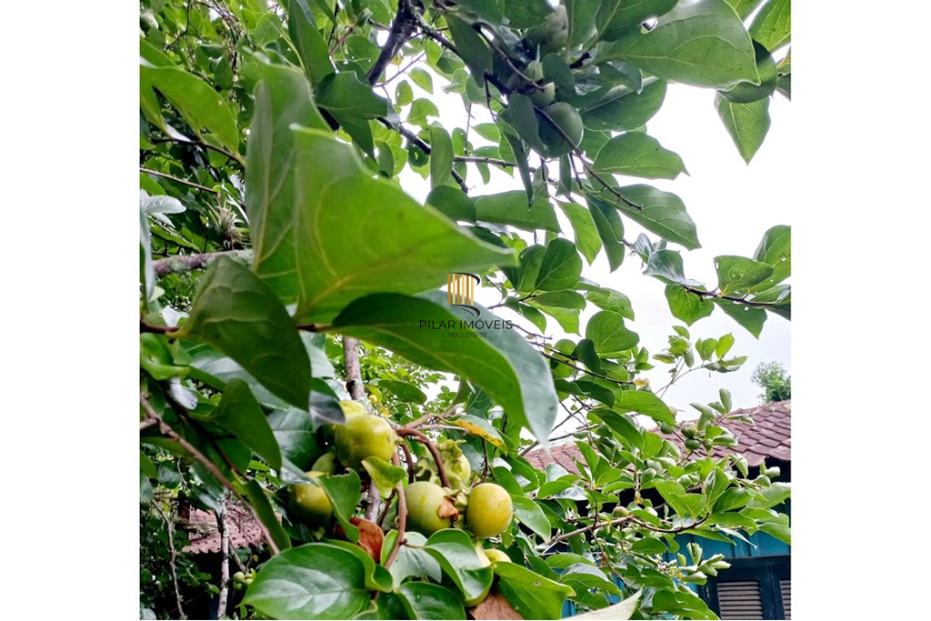 Fazenda no bairro Riozinho