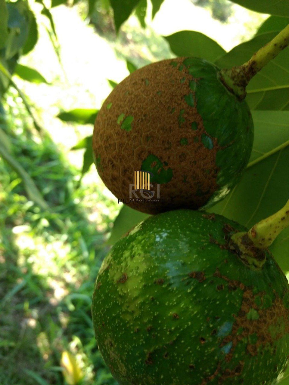 Sitio a venda em Itapuã