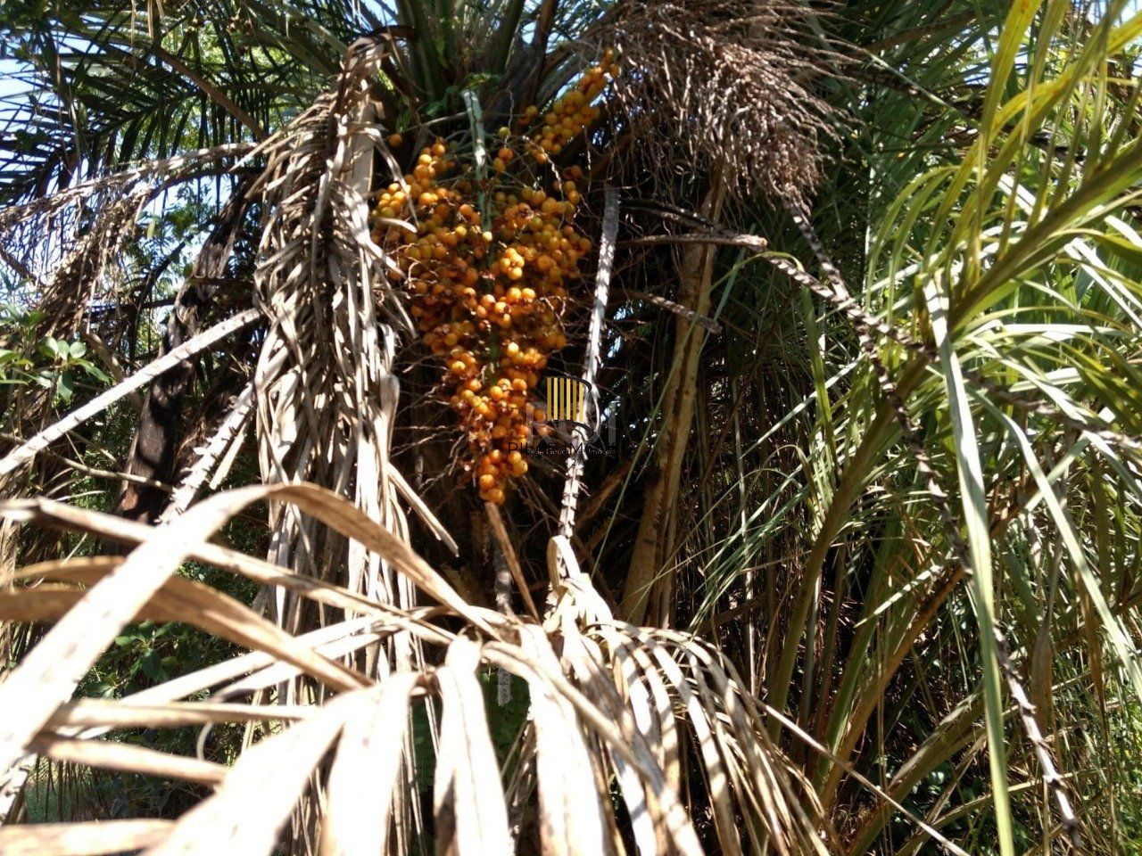 Sitio a venda em Itapuã