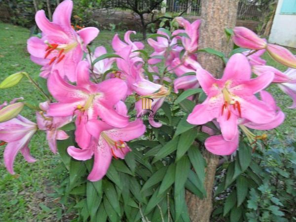 Terreno para Venda - 0m², 0 dormitórios, Belém Novo