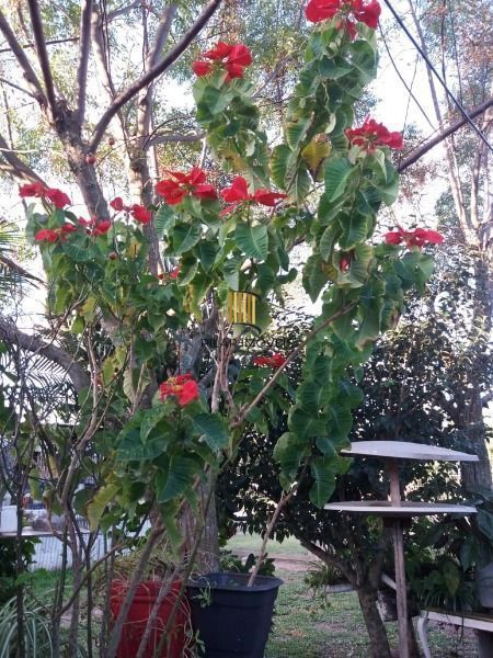 Casa em Viamão, no bairro Itapuã, com 3 dormitório(s), e 3 banheiros, à venda.