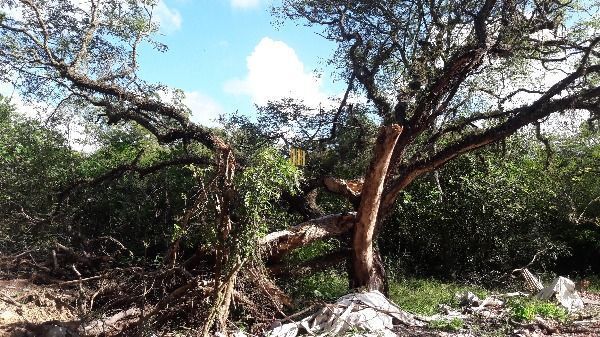 Terreno para Venda - 0m², 0 dormitórios, Lageado