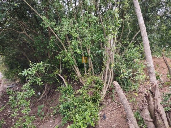 Terreno para Venda - 0m², 0 dormitórios, Serraria