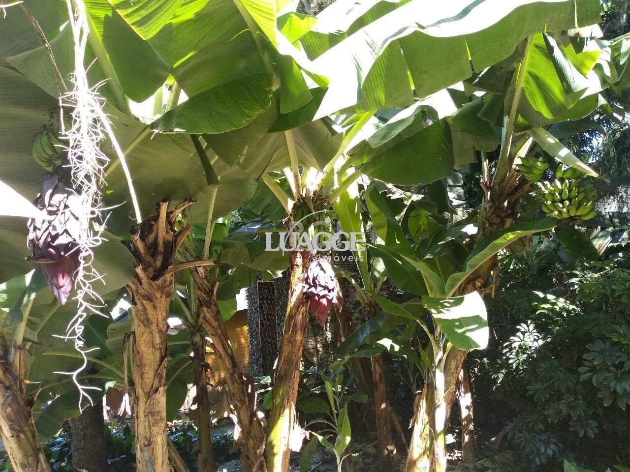 Casa à venda com 13 quartos, 6662m² - Foto 37