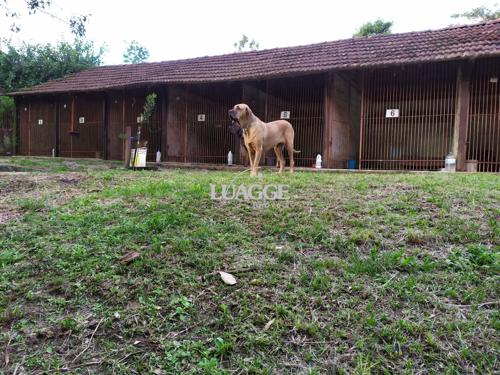 Sítio à venda com 1 quarto, 25000m² - Foto 19