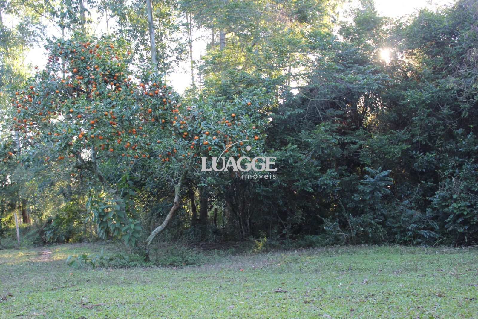 Sítio à venda com 1 quarto, 25000m² - Foto 16