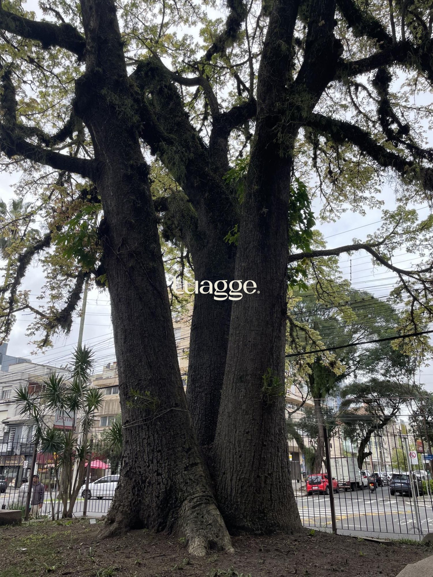 Apartamento, 3 quartos, à venda, 144 m², Menino Deus - Porto Alegre — foto 4