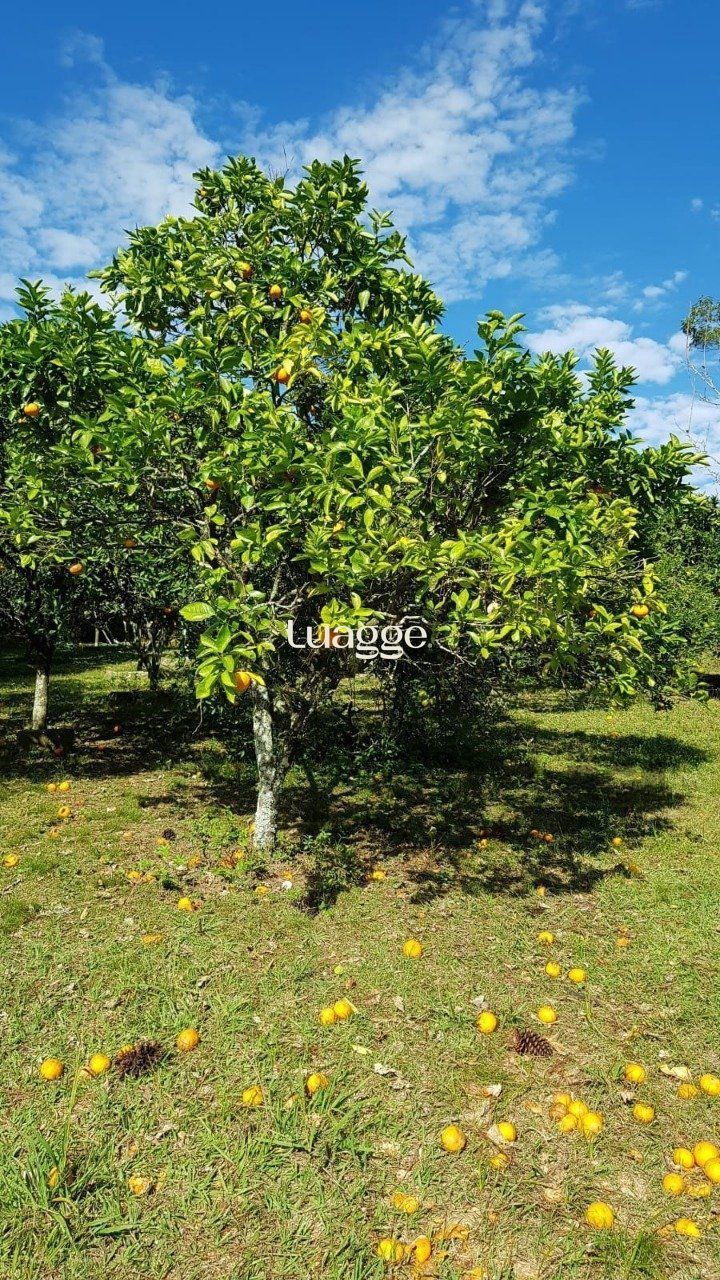 Sítio à venda com 3 quartos, 25001m² - Foto 12