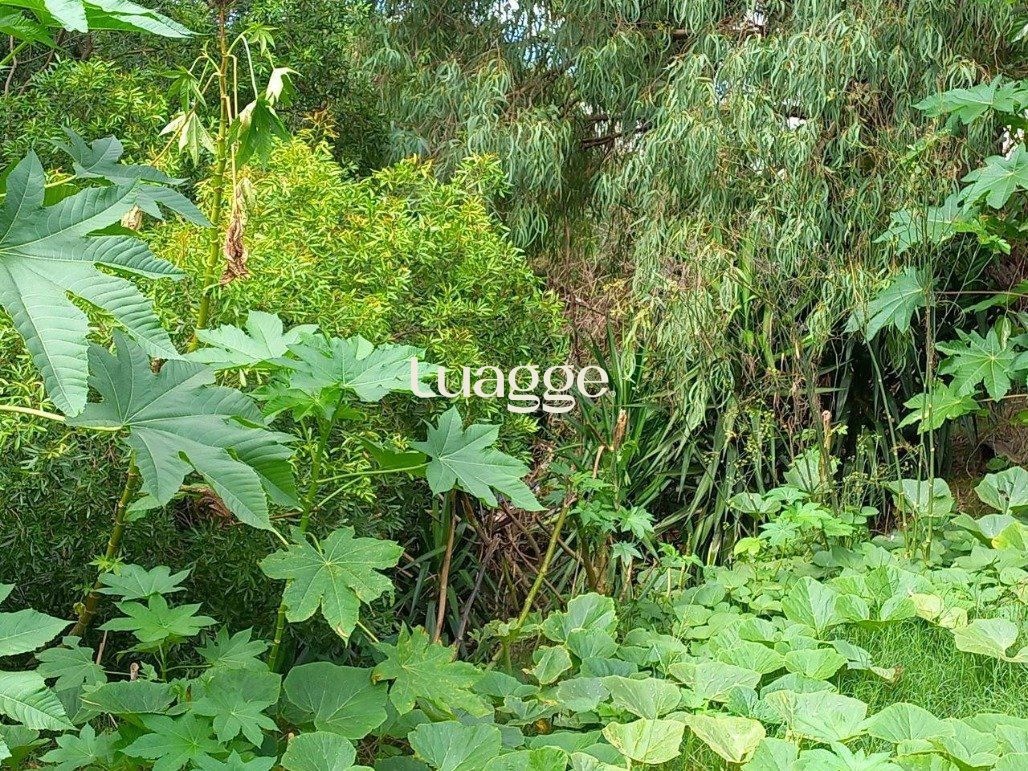 Terreno, 388 m² - Foto 3