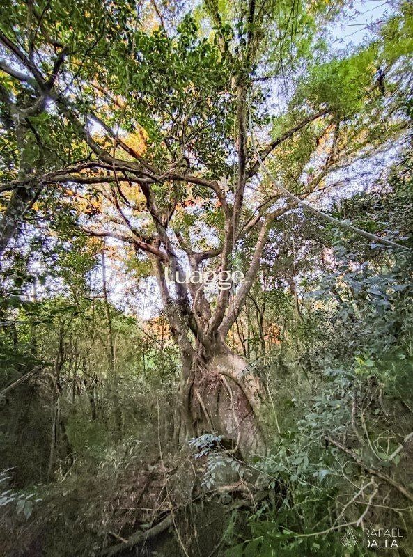 Terreno, 567 m² - Foto 36